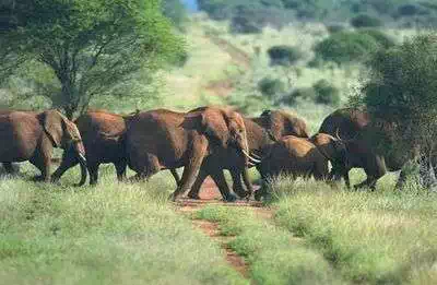 Elephants Tsavo national park Kenya