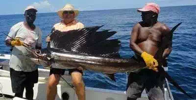 Sail fish fishing off Mombasa coast