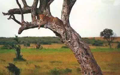 Leopard in tree Mombasa national park