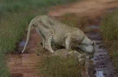 Lion and cub Kenya