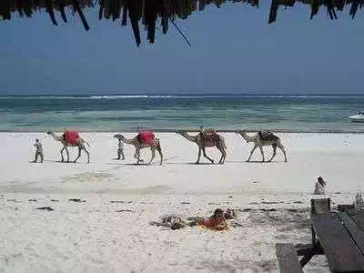 Camels on the beach in Mombasa