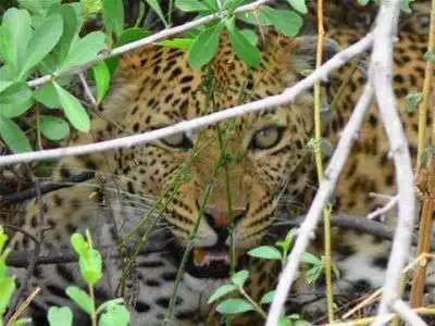 Leopard on Safari