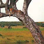 Leopard in tree Mombasa