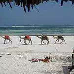 Mombasa beach camels