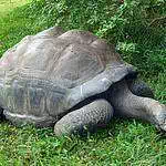 Mombasa giant tortouis
