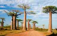 Stunning trees of Madagasca