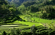 rolling fields of Indonesia