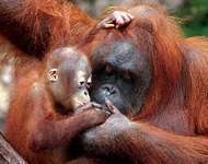 Orangutangs in Malaysia national park
