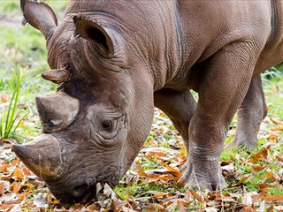 Paignton Zoo Rhinoceros