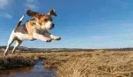 dog jumping in britain