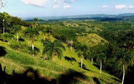 Tropical scenary of Dominican