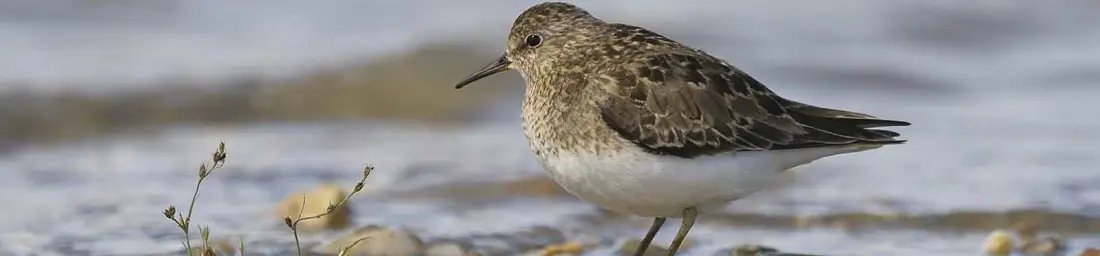 Lake Neusiedl Austria