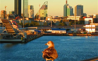 gull overlooking tallinn