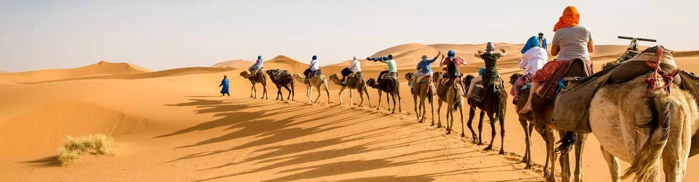 Camel rides in the Sahara