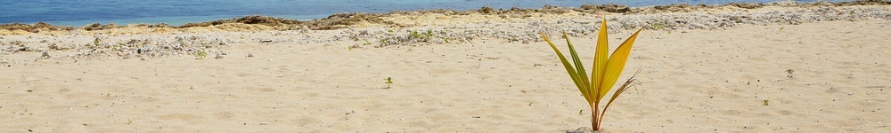 Panorama image of Fiji beach and a plant growing in sand