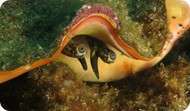 Queen conch