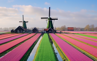 windmills and tulip fields of Zaanse Schans