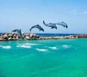 Dolphin Cove dolphins Ocho rios