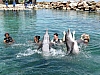 dolphin cove jamaica