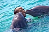 kissed by a dolphin cove jamaica