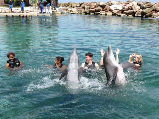 Dolphin Cove Jamaica swim swim with the dolphins