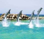 Diving Dolphinsin Ocho rios Jamaica