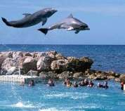 Dolphin Cove flying dolphins in Ocho rios