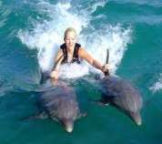 Surfing with dolphins Dolphin Cove Jamaica