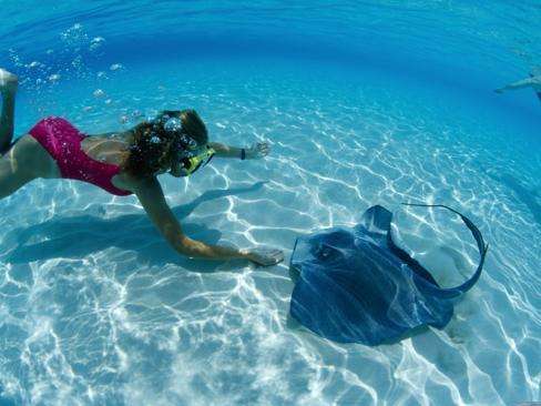 Swimming with stingray's and dolphins