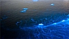 aerial view bioluminescence blue sea jamaica
