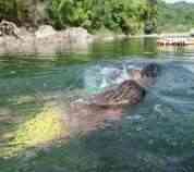 Jamaica river rafting