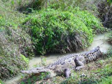 crocodiles jamaica