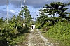Tourists pathway through Royal Palm reserve Jamaica 