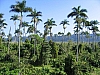 Palm tree jungle Royal Palm reserve Negril