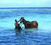 Horse riding in sea