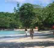 Tree lined beach Jamaica