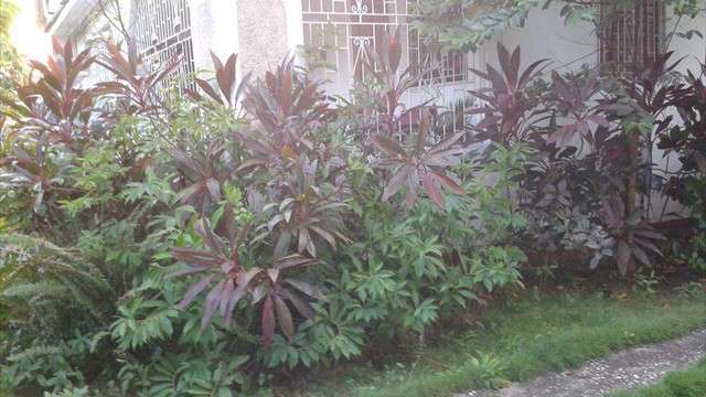 alberta place guest house front garden