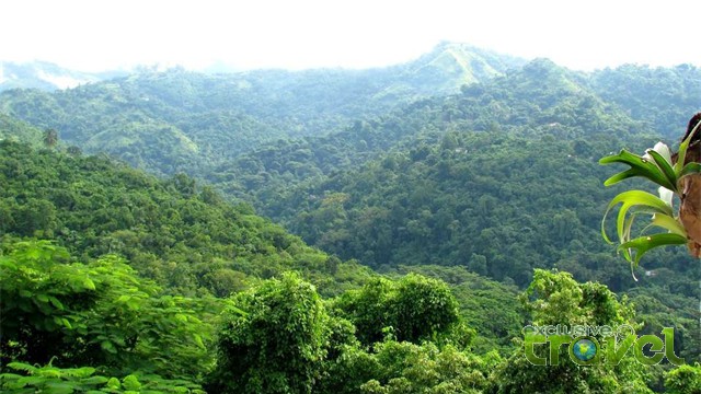 neitas nest mountain view