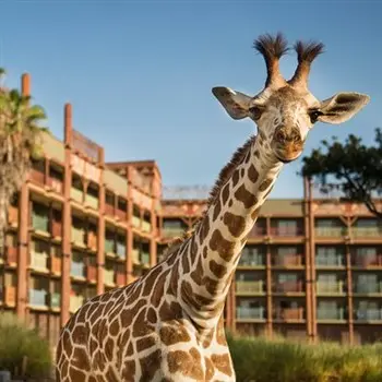 Animal Kingdom Lodge in Disney Resorts