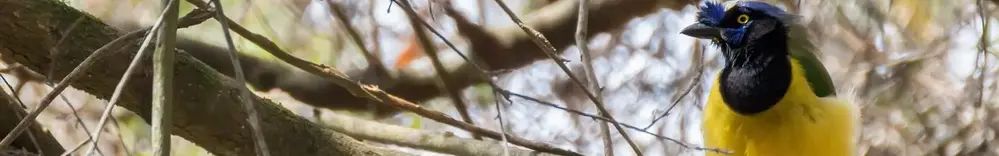 Panoramic image of a colourful bird in Banos Ecuador