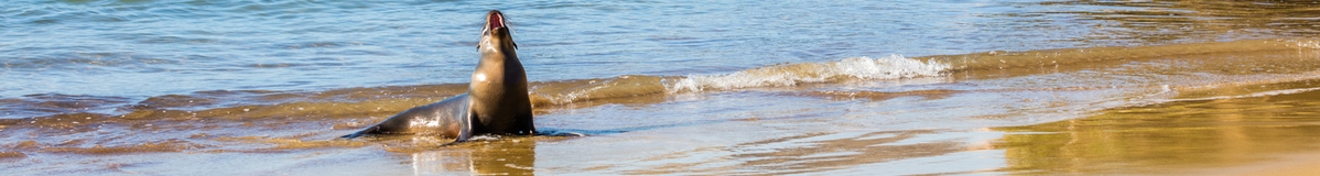 Panorama image of seal on the beach in Galapagos Islands