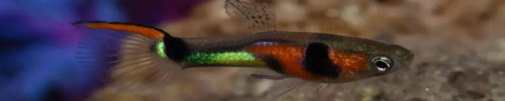 Panorama image of tropical fish in Cumana