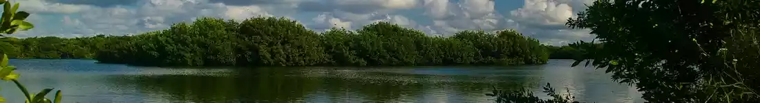 Panorama image of the Everglades in Florida USA